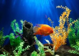6 Life-Changing Reasons to Buy an Aqua One Fish Tank