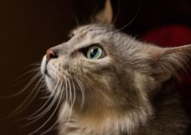 What Royal Canin Cat Food to Get Based on Your Pet’s Needs