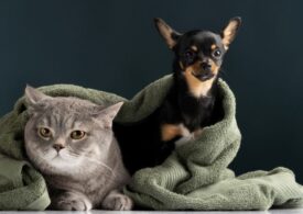 Which Pets Sleep Together Best? What You Didn't Know About a Cat Bed or a Rabbit Safety Place