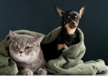 Which Pets Sleep Together Best? What You Didn't Know About a Cat Bed or a Rabbit Safety Place