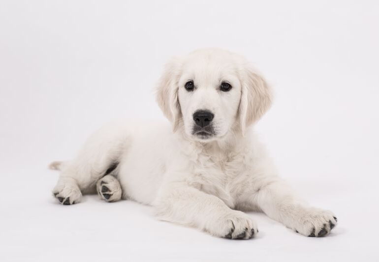Puppy Milk and Pads Are the Vital Supplies You Must Get for Your Pet