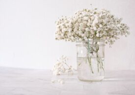 White Filler Flowers for Volume and Aesthetics