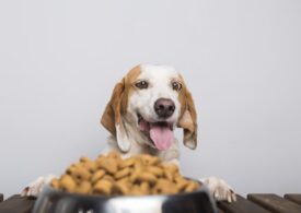 Ziwi Peak Dog Food for Man's Best Friend