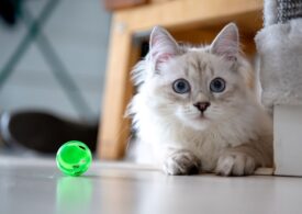 What to Consider When Picking Out Cat Toys?