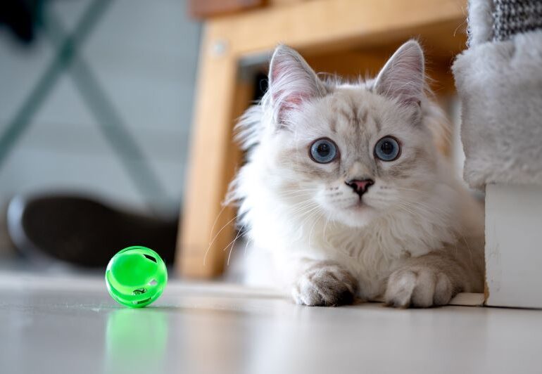 What to Consider When Picking Out Cat Toys?