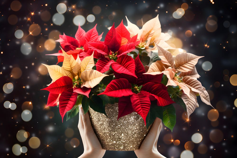 christmas-poinsettia-flowers-decoration