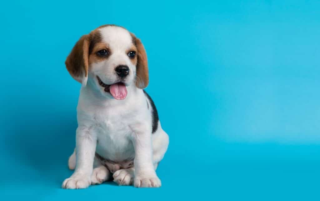 beagles-puppies-looking-something