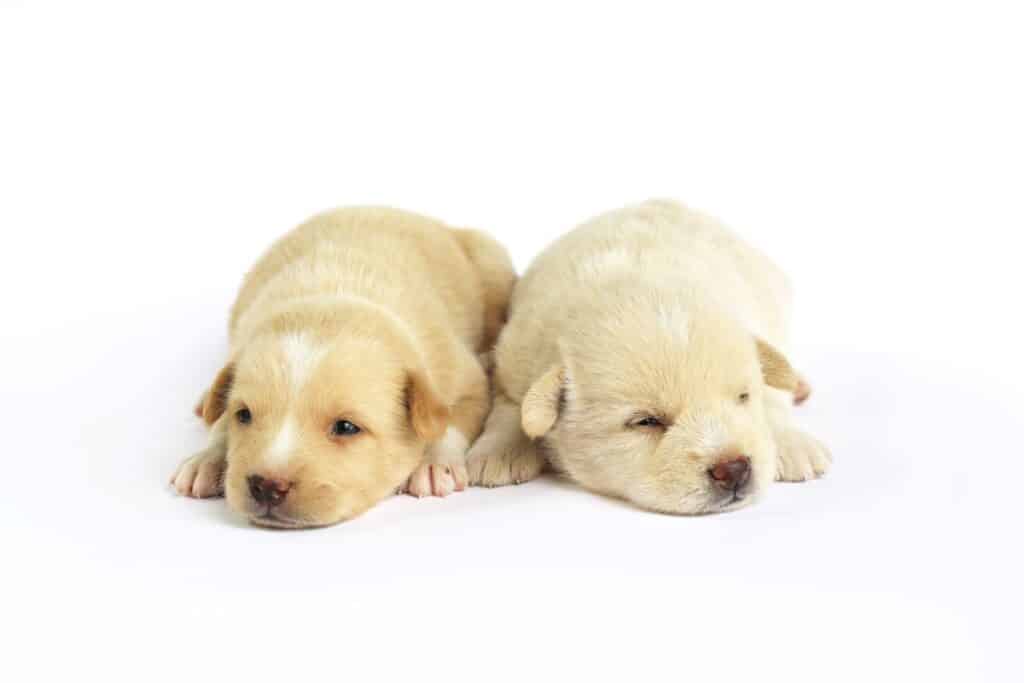 little-dogs-isolated-on-white-background