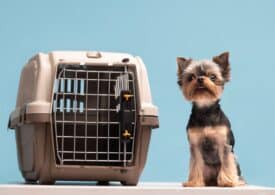 Why Purchase a High-Quality Dog Crate?